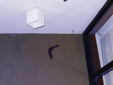 目の前を飛ぶコウモリ