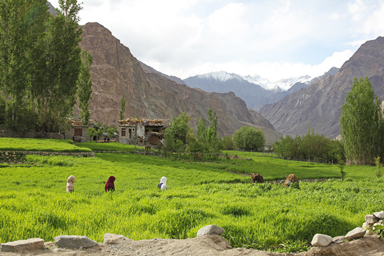 トゥルトゥクの村の畑を歩くイスラム教徒の女性たち