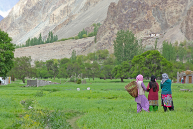 トゥルトゥクの畑仕事をするのイスラム教徒の女性たち