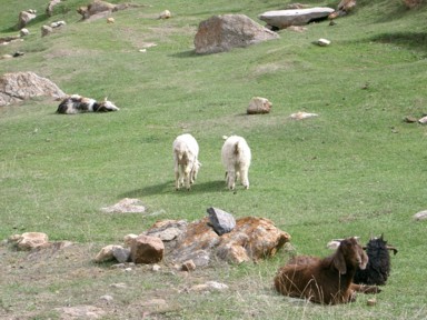 羊が草を食む贅沢な牧草地の風景