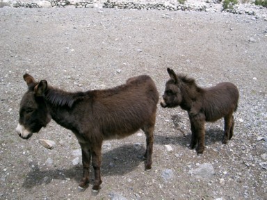 隊形を崩さないロバ親子の姿