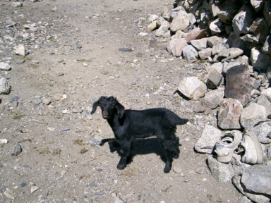 ヤギの赤ちゃん