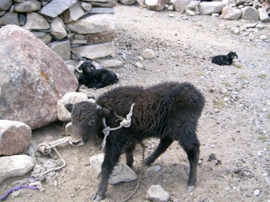 ヤクの赤ちゃん