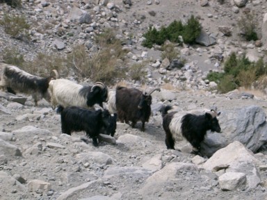 登山名人のヤギたちとすれ違う急坂