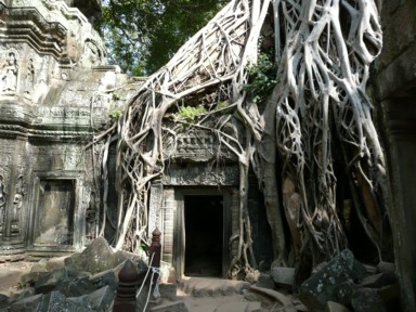 木の根に飲み込まれたタ・プロームの遺跡