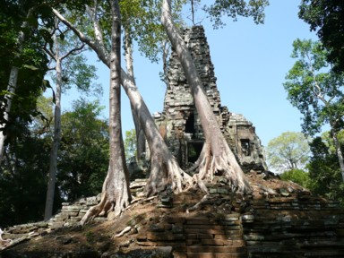 倒れそうで倒れないプリア・パリライの遺跡に根を張る木