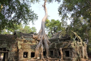 植物がタ・プロームの遺跡を包み込む風景