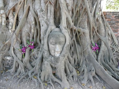 アユタヤの木に取り込まれた仏像の頭