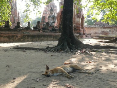 仏像の前で昼寝する犬