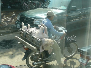 やりすぎな生きた豚をのせるバイクの様子