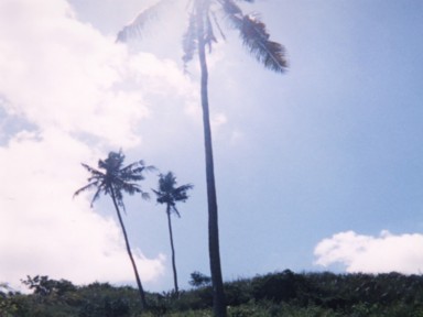 南国のヤシの木と強力な太陽