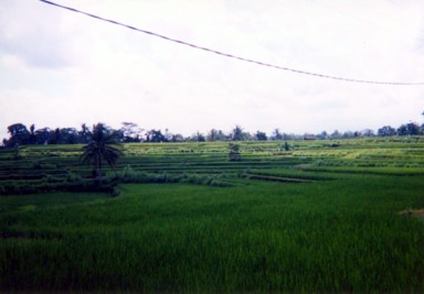 バリ島の棚田が広がる緑豊かな文化的景観