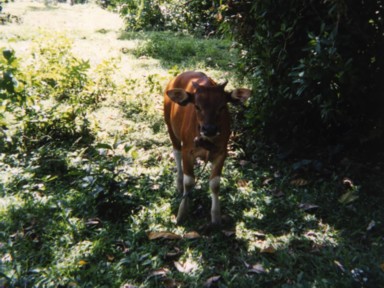 強い日差しの中で木陰で子牛と一緒に一休み
