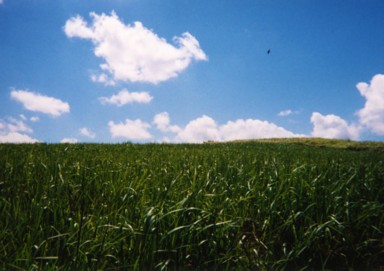 大空を舞う鳥とウブドののどかさ