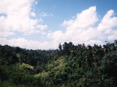 深い緑に包まれたウブドの南国の森