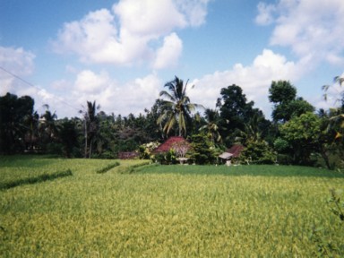 ウブドに広がる田んぼとヤシの木のジャングル