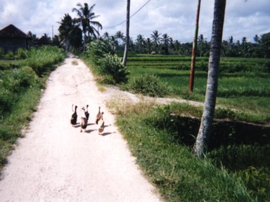 田んぼのあぜ道をアヒルに先導される散歩道