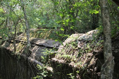 ジャングルの木々が遺跡を守っているように見える風景