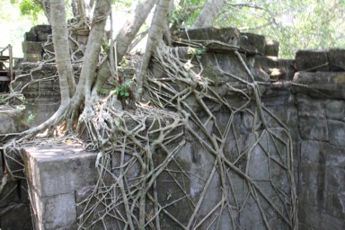 遺跡を這う木の根の執着を感じる姿