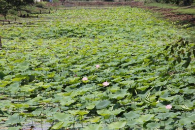 お堀を埋めつくす蓮の池