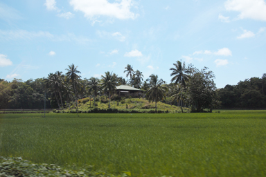 田んぼに囲まれた孤島のような小さな丘に家