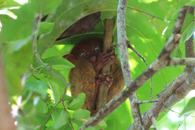 世界一小さなメガネザルのターシャが葉っぱの下で休む姿