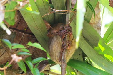 かわいさと怖さが混ざるメガネザルのターシャの表情