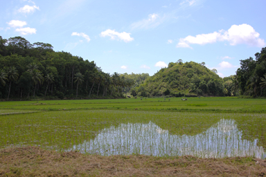 チョコレート・ヒルの周辺も車窓から時々見える絶景
