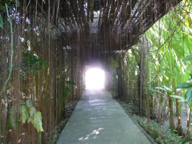 チェンマイの植物園のつる植物でできたトンネル