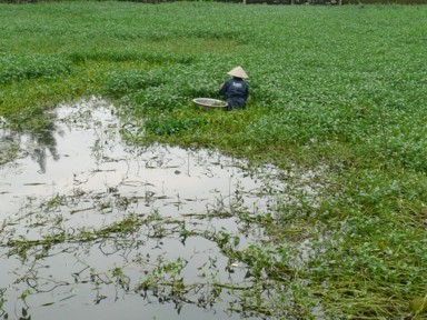 浅い池の中に入り何かの作物を取っている地元民