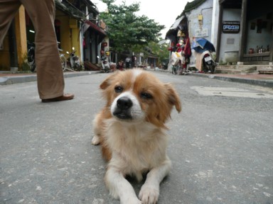 犬が道路の真ん中に座ってお出迎え