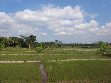 車窓から見える見慣れた田んぼの景色
