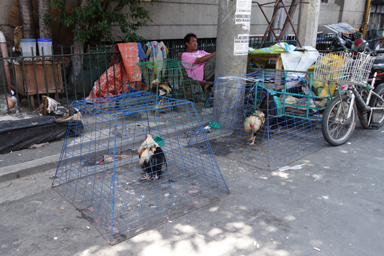 市場に並ぶ生きたまま売られるニワトリ