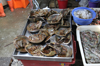メークロン市場の青い血が流れるカブトガニが並ぶ店