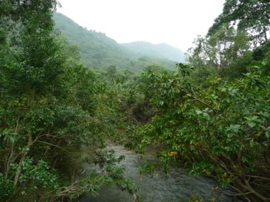 ミーソン遺跡の周りは深いジャングル