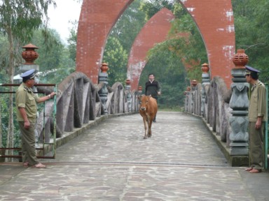 人の案内で牛が行進
