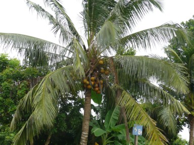 ヤシの木の下を通るたびに上を見上げる様子