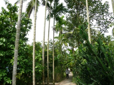 車も通らない素朴な道があちこち伸びるベンチェーの島