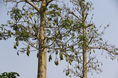 背の高い木に果物が垂れ下がる大きな木の姿