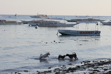 パングラオ島のビーチの海の中でテンションが上がる犬3匹