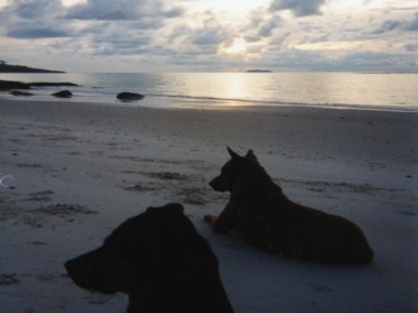 サメット島の犬2匹と一緒にビーチで朝日を眺める様子