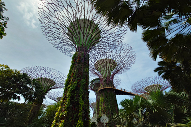 ガーデンズ・バイ・ザ・ベイのスーパーツリーを下から眺める景色