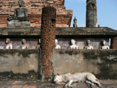 仏塔の下を囲む仏像と下で熟睡する犬