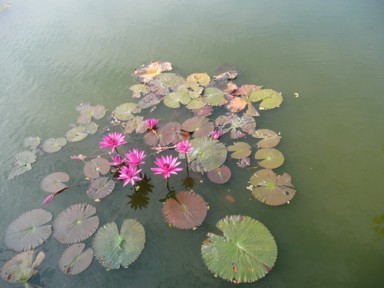池に咲くピンクの蓮の花