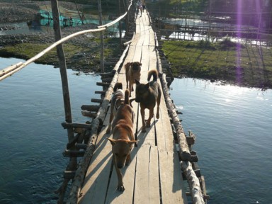 狭い木の橋で犬のご一行とすれ違う