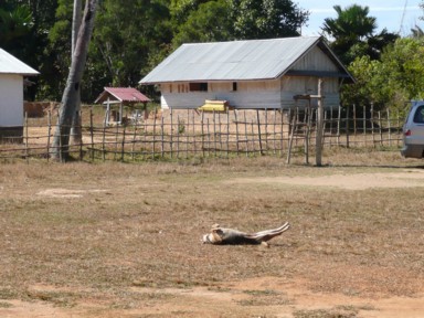 地面に寝転ぶ犬