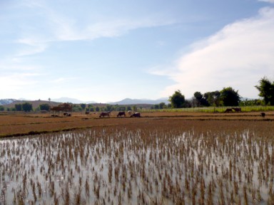 牛を使った農作業の様子