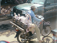 バベットの写真