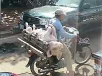 バベットの写真