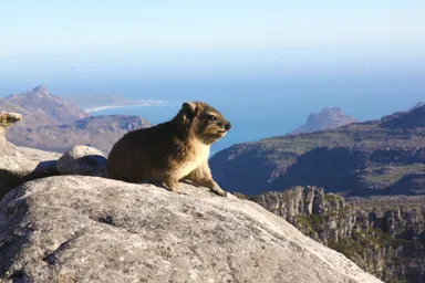 ケープタウンのテーブル・マウンテンの上からリスみたいな小動物と夕日を眺める様子